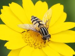 Helophilus trivittatus