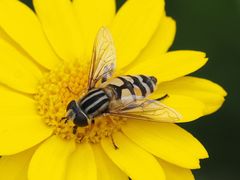 Helophilus trivittatus