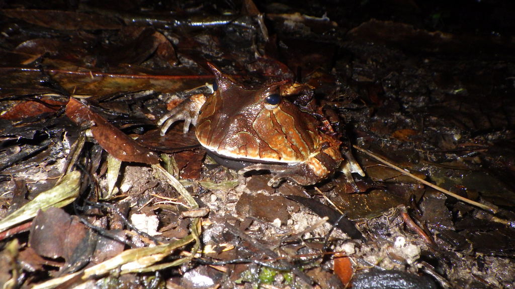 Surinam Horned Frog