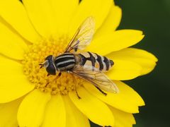 Helophilus trivittatus