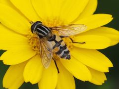 Helophilus trivittatus