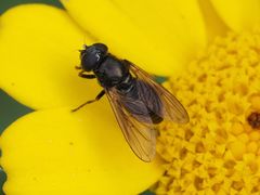 Cheilosia