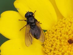 Cheilosia