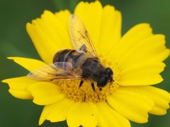 Eristalis tenax