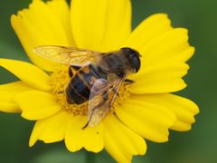 Eristalis tenax