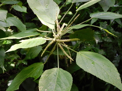 Piperales