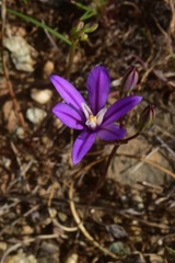 Brodiaea minor