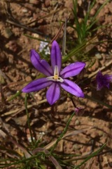 Brodiaea minor