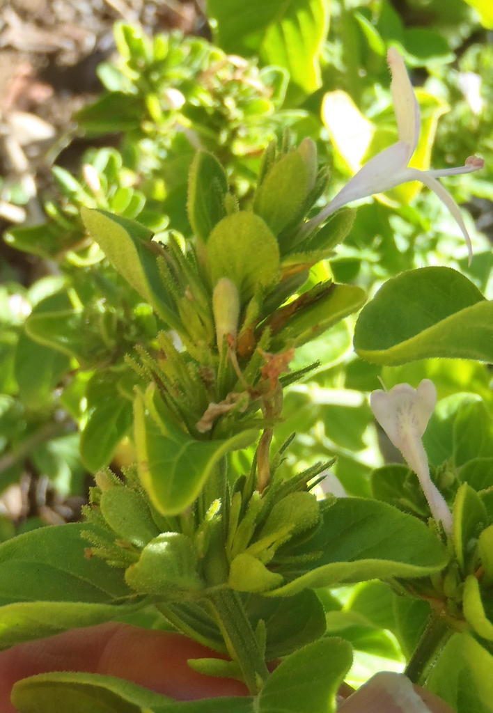 Hypoestes aristata, St Blaize Trail
