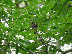 Pterocarpus officinalis