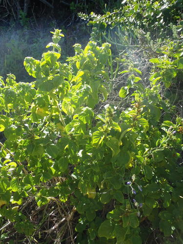 Hypoestes aristata