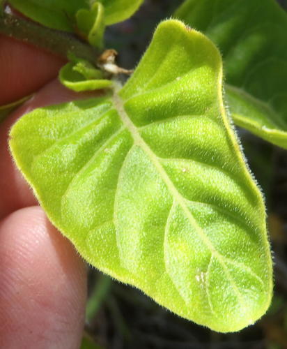 Hypoestes aristata