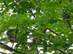 Pterocarpus officinalis