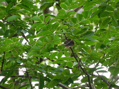 Pterocarpus officinalis