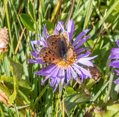 Tharsalea dorcas sangremar