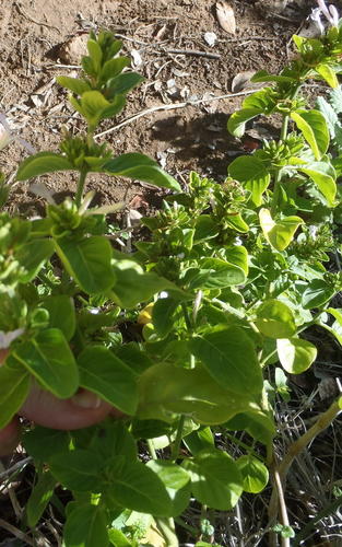 Hypoestes aristata