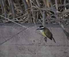 Pitangus sulphuratus