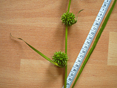 Sparganium androcladum