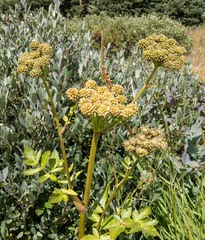 Ligusticum porteri