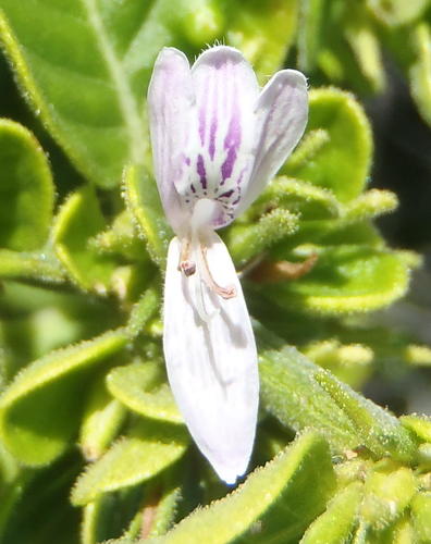 Hypoestes aristata