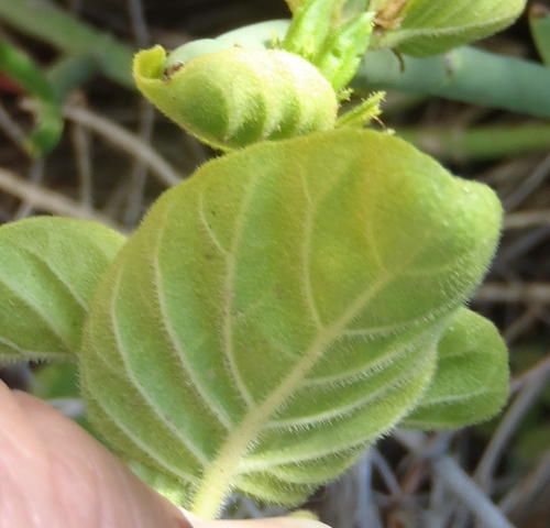 Hypoestes aristata