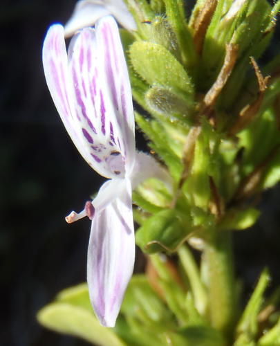 Hypoestes aristata