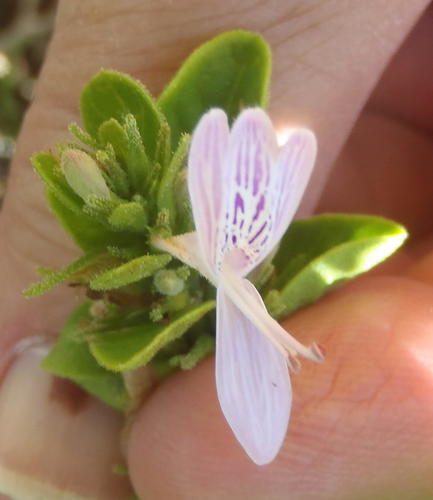 Hypoestes aristata