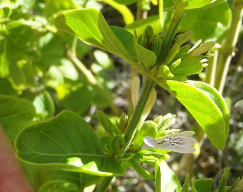 Hypoestes aristata