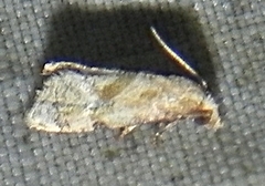 Platphalonidia magdalenae