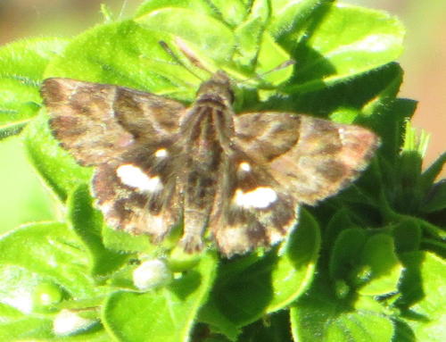 Green-marbled Skipper