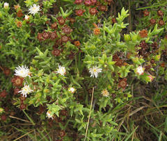 Ruschia tenella