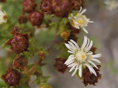 Ruschia tenella