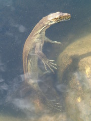 Varanus mertensi