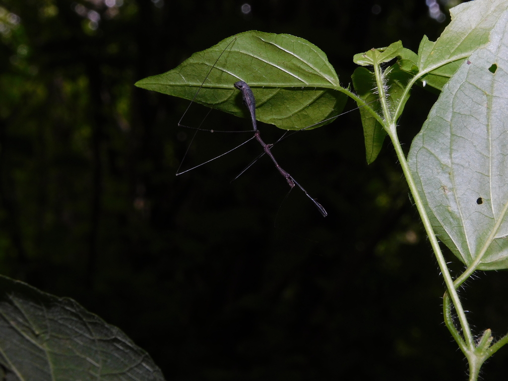 Ghilianella colona