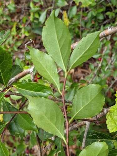 Carolina holly (Ilex ambigua)