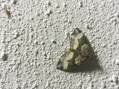 Epirrhoini