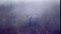 Rhinoceros unicornis