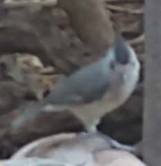 Baeolophus atricristatus