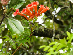 Campsis radicans image