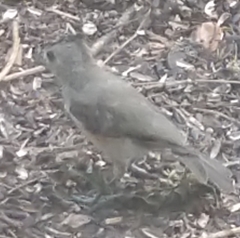 Baeolophus atricristatus