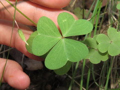 Oxalis metcalfei