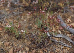 Eriogonum microtheca alpinum