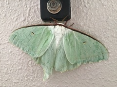 Actias aliena