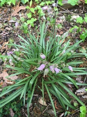 Hyacinthoides hispanica
