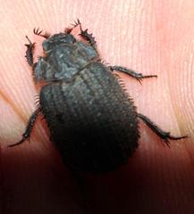 Phoberus luridus
