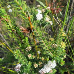 Agathosma planifolia