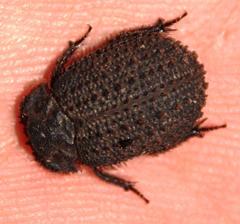 Phoberus luridus
