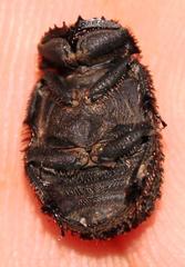 Phoberus luridus