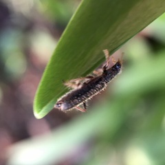 Lemidia subaenea