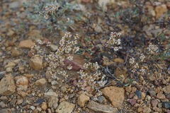 Eriogonum microtheca alpinum